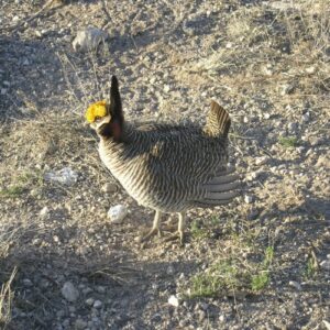 bidens protection of lesser prairie chicken may affect oil drilling