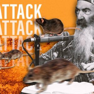 How Phil Dealt With the INVASION of Rats in His Home | @Phil Robertson