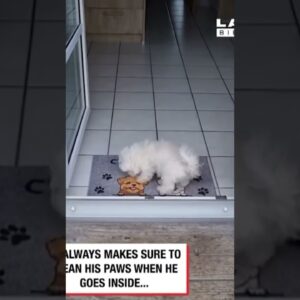 All Dogs Should Be Clean As This One