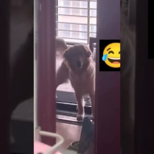 Dog Loves His Treadmill