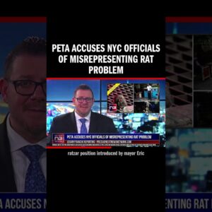 PETA Accuses NYC Officials of Misrepresenting Rat Problem